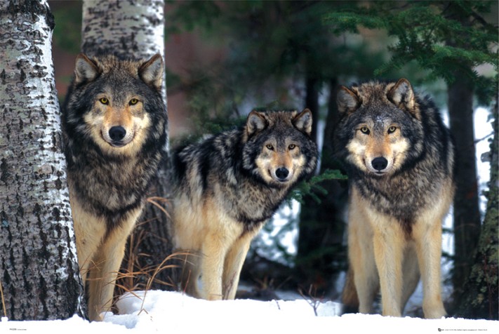 3 Wolves in Snow